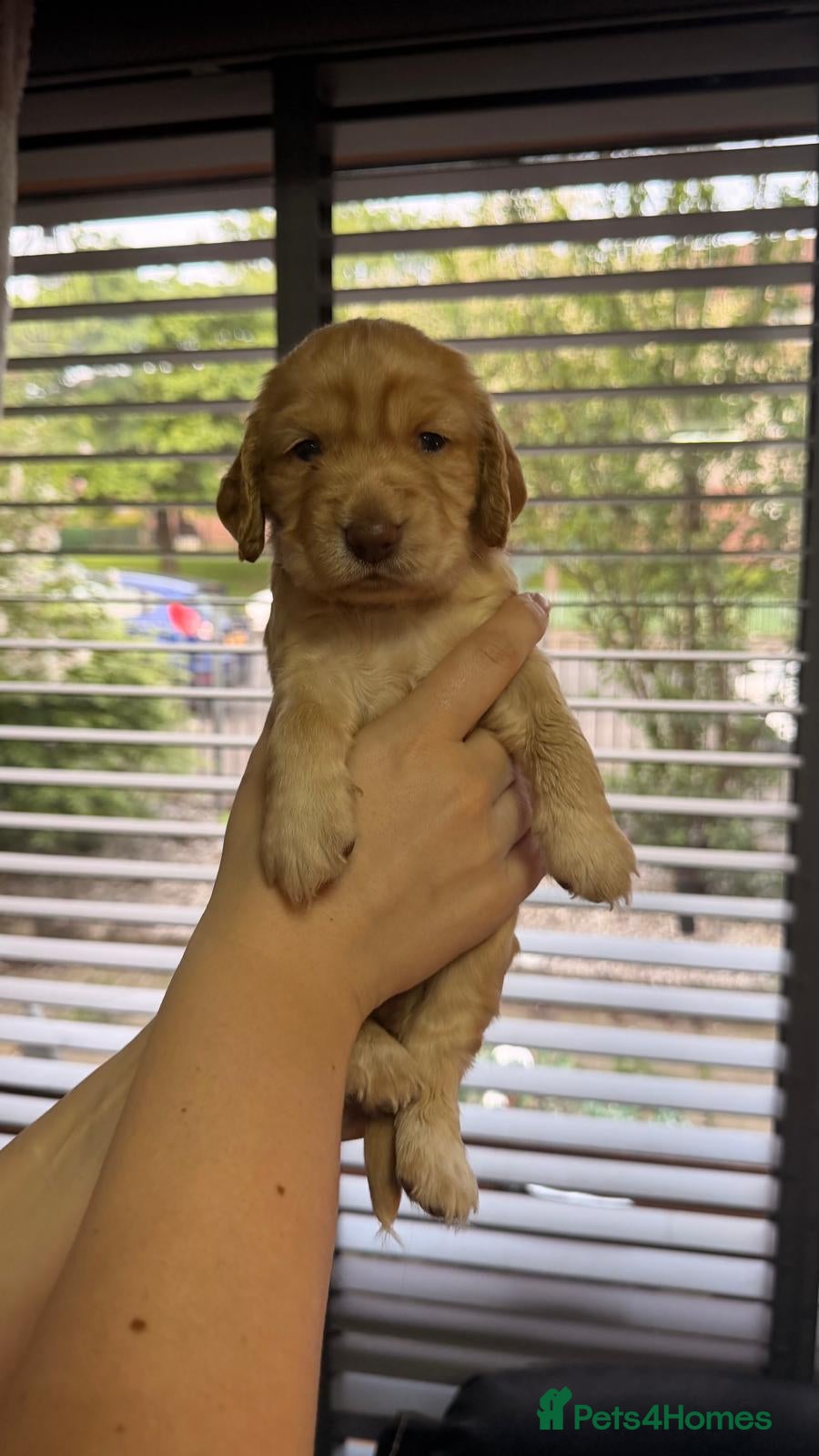 Cocker Spaniel dogs for sale: KC Reg Working Cocker Spaniel Pups ** 1 Boy Left** - Advert 26
