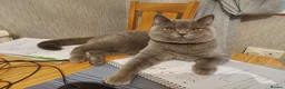 British Shorthair cats for sale: Ready! GCCF parents with champions in line,BSH - Advert 21
