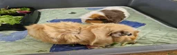 Guinea Pig rodents for sale: 2 x Female guinea pigs with cages, food etc  - Advert 4