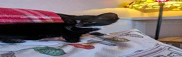 Mixed Breed cats for sale: Kittens for sale  in Stoke-on-Trent - Advert 5