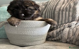 German Shepherd dogs for sale: Only 1 boy left Kc German Shepherd Puppies in Canvey Island - Image 23