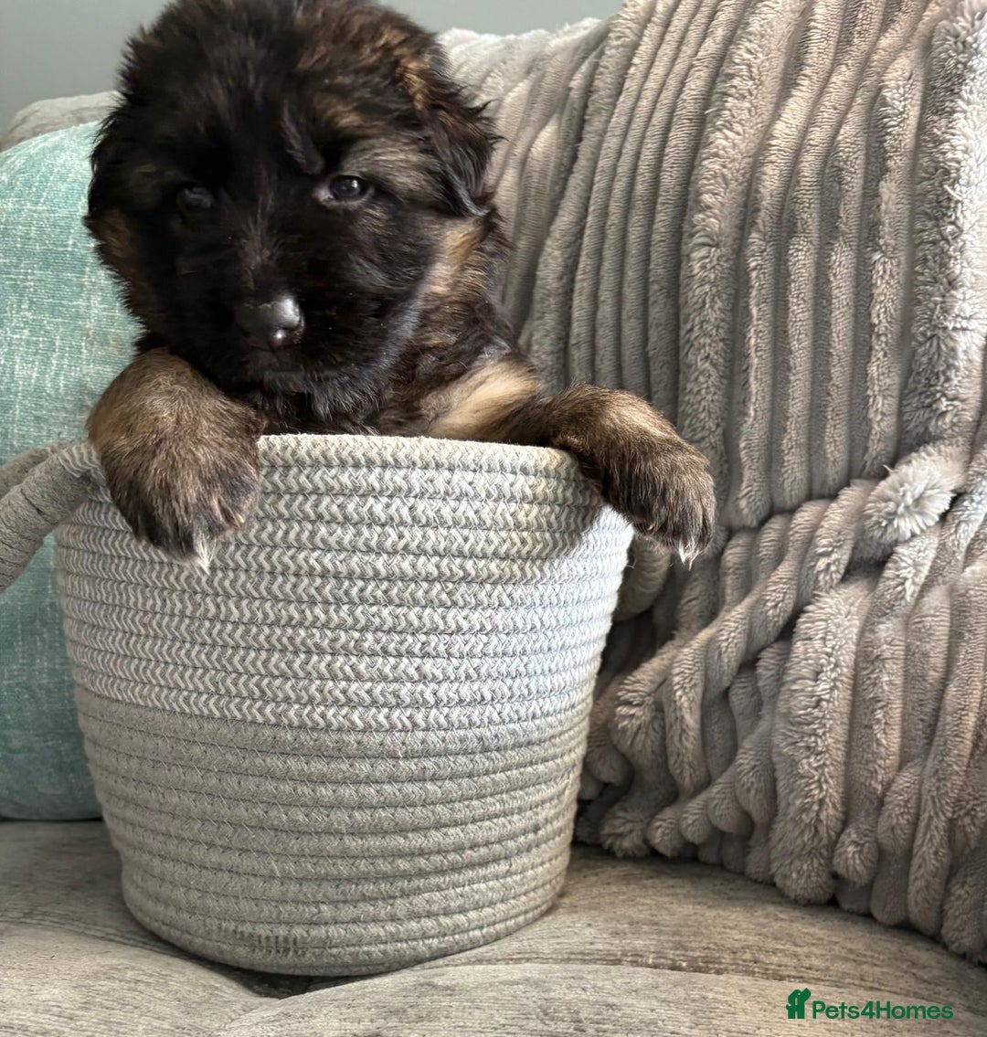 German Shepherd dogs for sale: Only 1 boy left Kc German Shepherd Puppies in Canvey Island - Image 23