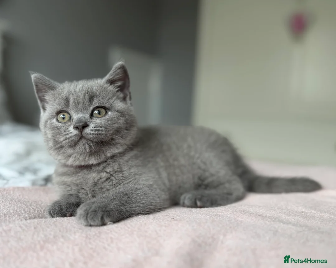 British Shorthair cats for sale: GCCF registered British Shorthair Kittens - Advert 5