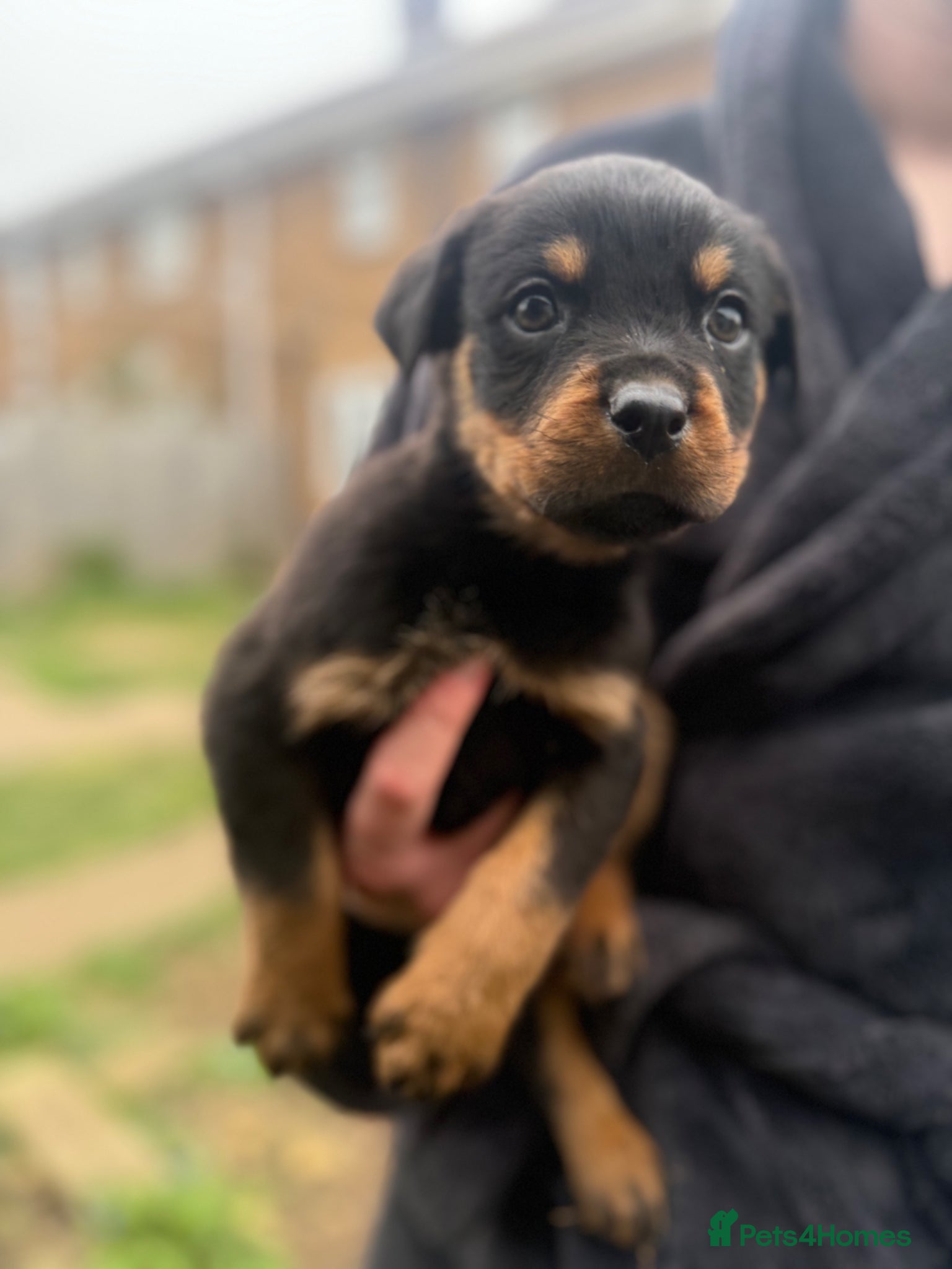 Rottweiler dogs Gorgeous last Rottweiler pup  - Advert 5