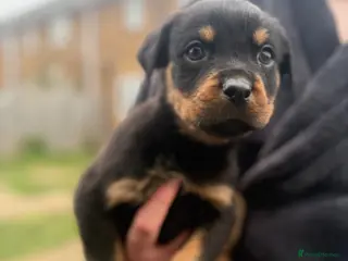 Rottweiler dogs Gorgeous last Rottweiler pup - Advert 5