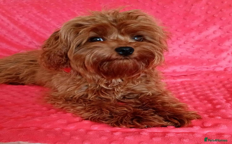 Cavapoo dogs - Advert 3