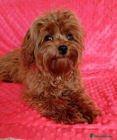 Cavapoo dogs - Advert 4