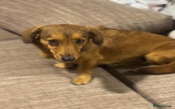 Dachshund dogs for adoption: Sweet Jessica Looking for a family  - Image 7