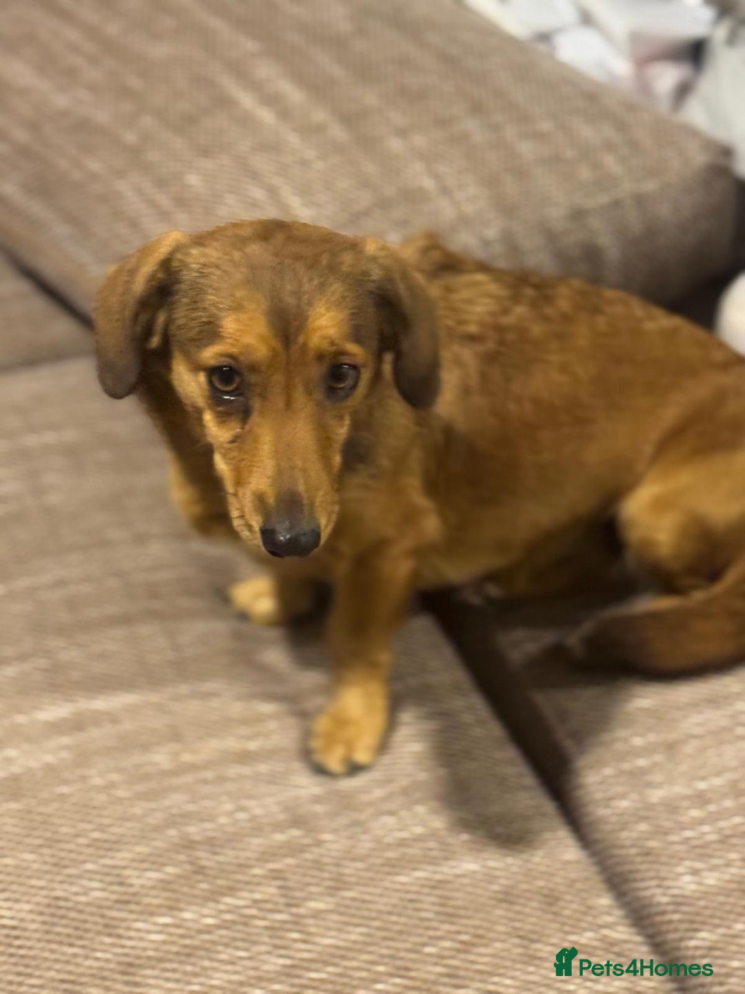 Dachshund dogs for adoption: Sweet Jessica Looking for a family  - Image 7