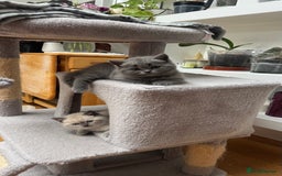 Scottish Fold cats for sale: Scottish fold adorable kitties 🐾  - Image 4