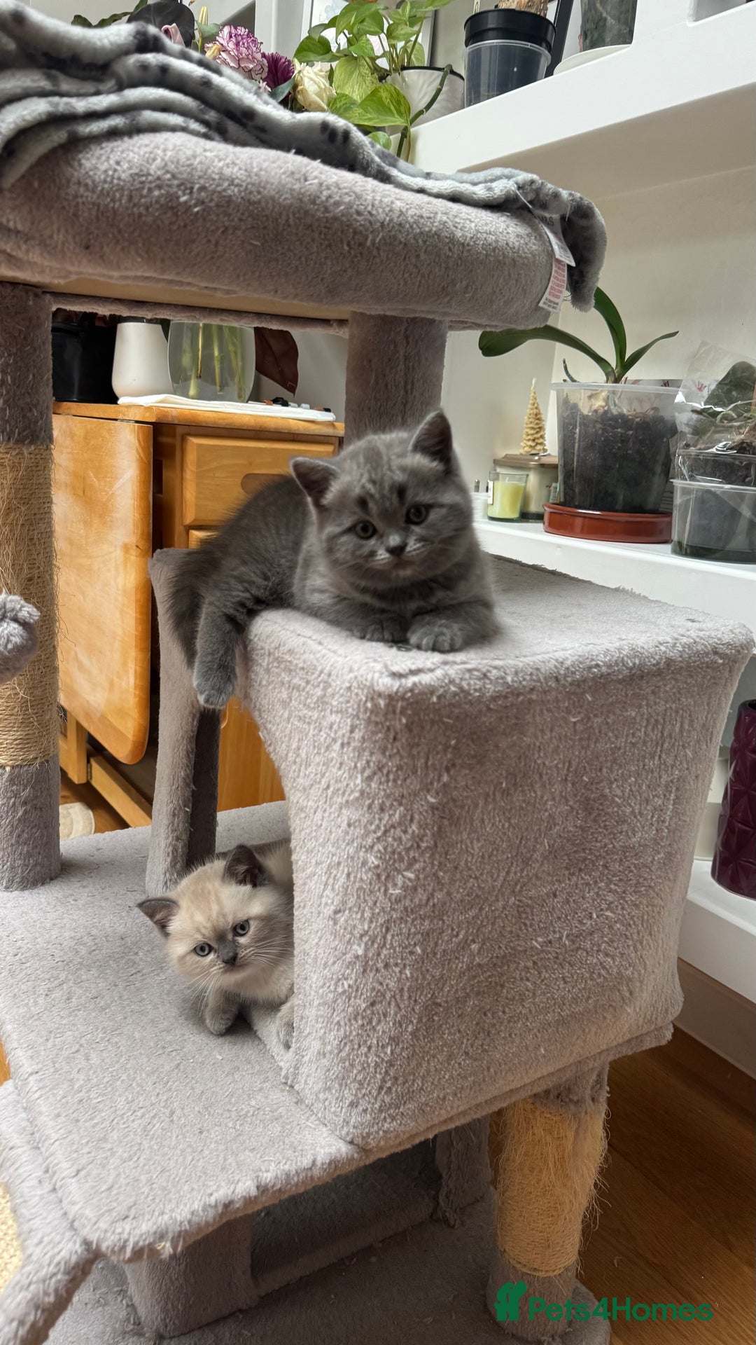 Scottish Fold cats for sale: Scottish fold adorable kitties 🐾  - Image 4