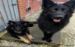 German Shepherd dogs for sale: Stunning chunky long haired German Shepherd puppy - Image 3