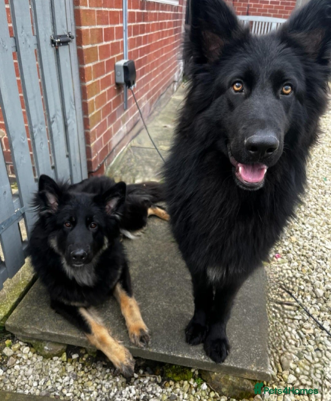 German Shepherd dogs for sale: Stunning chunky long haired German Shepherd puppy - Image 3