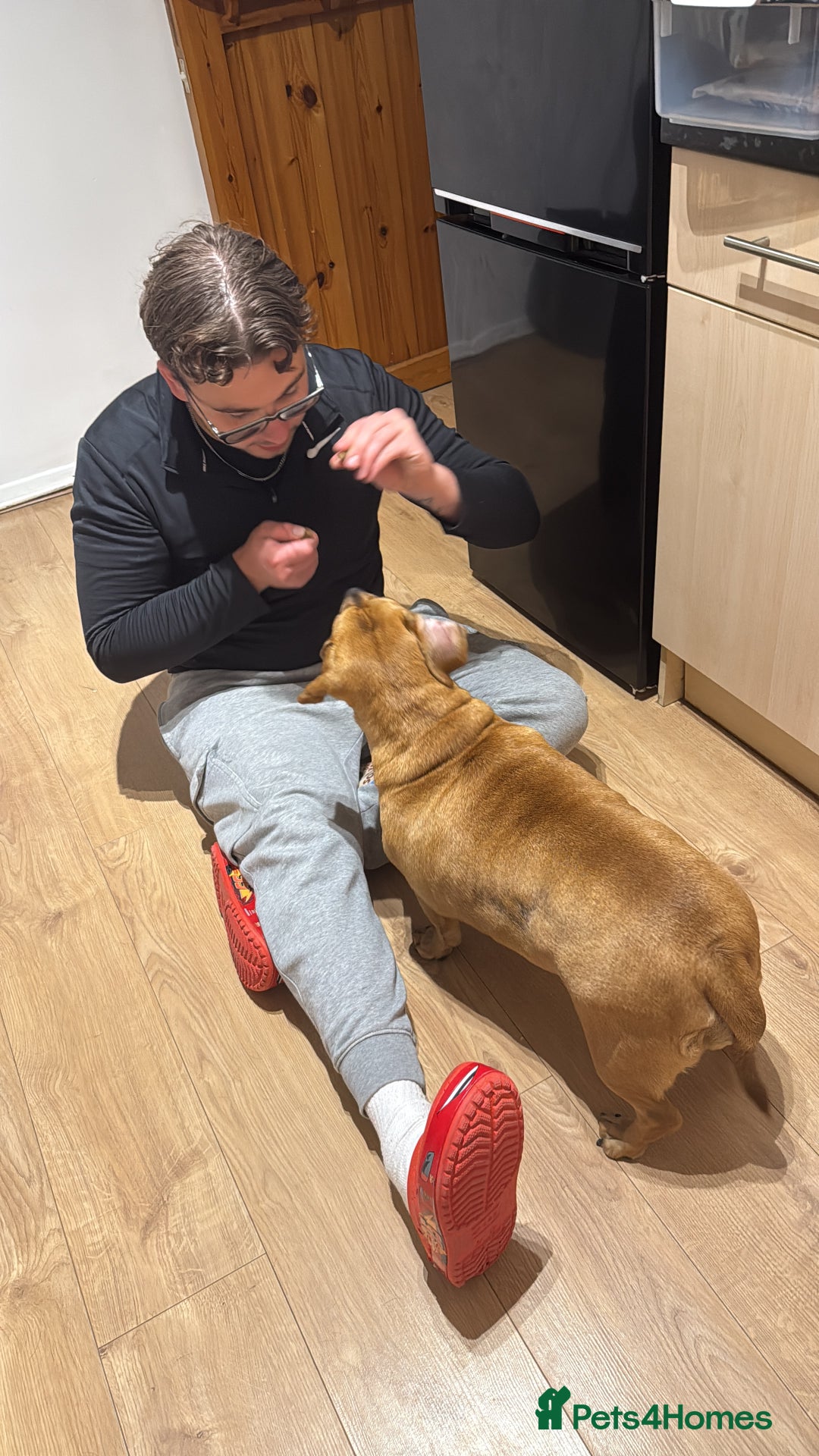 Mixed Breed dogs for sale: Dachshund + pug - Image 5