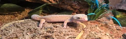 Leopard Gecko reptiles for sale: Leopard Gecko with enclosure  - Advert 3