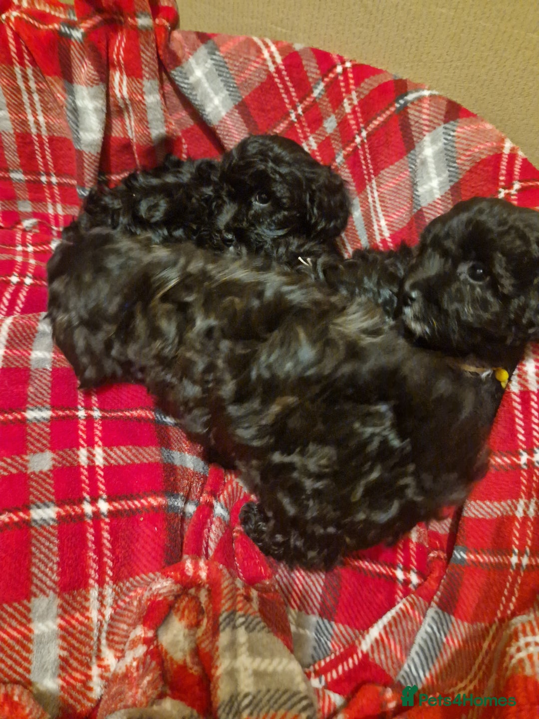 Shihpoo dogs for sale: 6 Georgeous Shipoo Teddy pups - Image 13