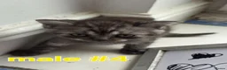 Mixed Breed cats for sale: Mixed breed kittens from British Shorthair mother - Advert 9
