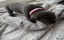Cane Corso dogs for sale: Cane corsos puppies  - Advert 30