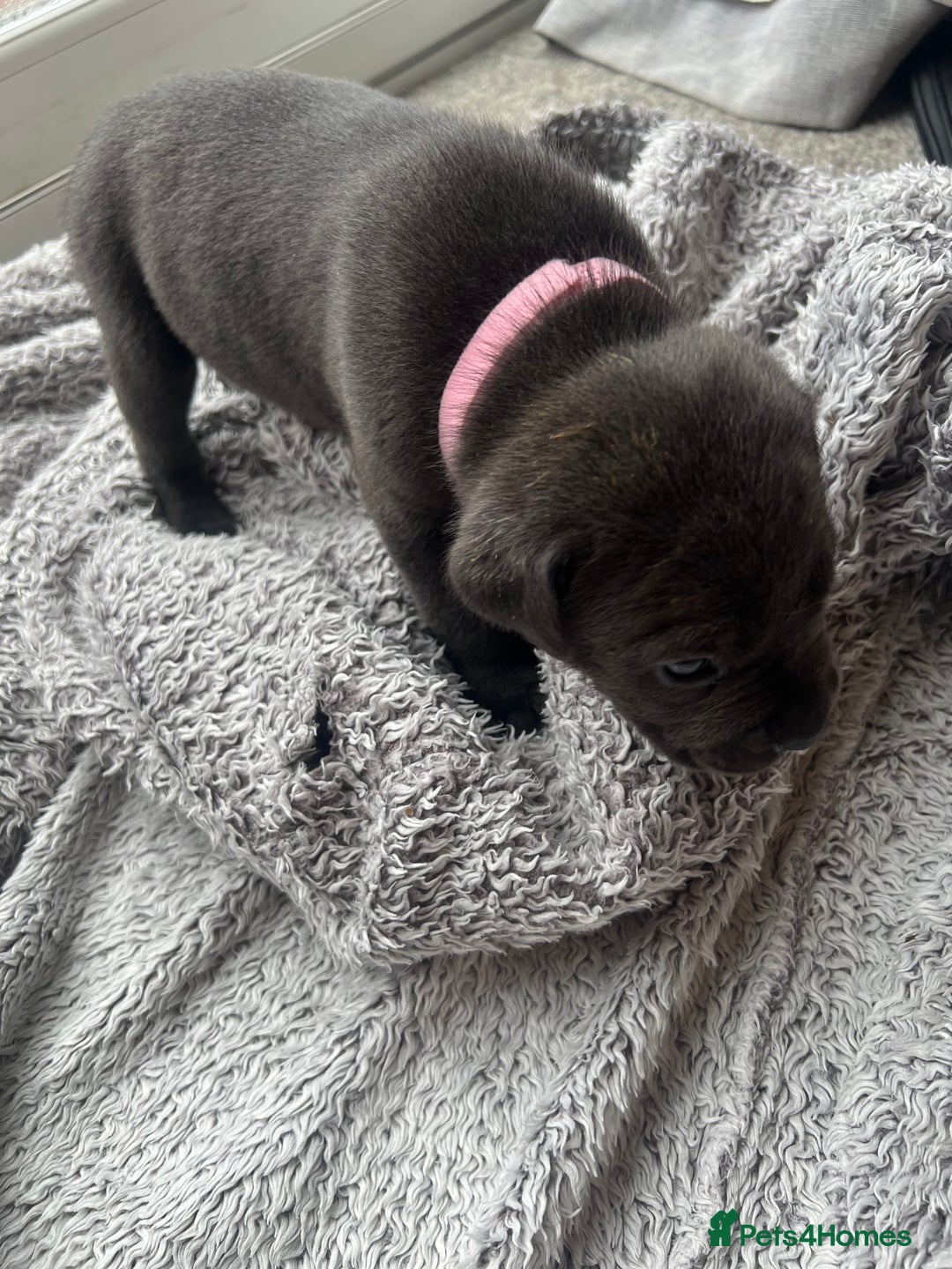 Cane Corso dogs for sale: Cane corsos puppies  - Advert 30