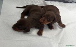 Miniature Dachshund dogs for sale: mini dachshund puppys❗️LAST BOY❗️ - Image 15