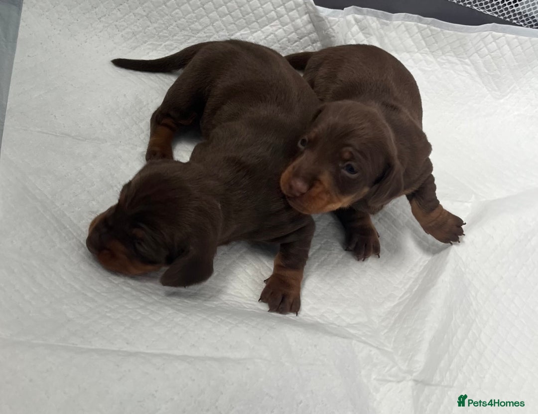 Miniature Dachshund dogs for sale: mini dachshund puppys❗️LAST BOY❗️ - Image 15