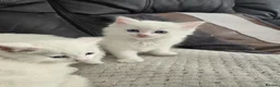 Mixed Breed cats for sale: Lovely pure white kittens longhair and short hair - Advert 7