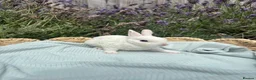 Rex rabbits for sale: Stunning mini Rex ready to reserve 🫶🏻 - Advert 3