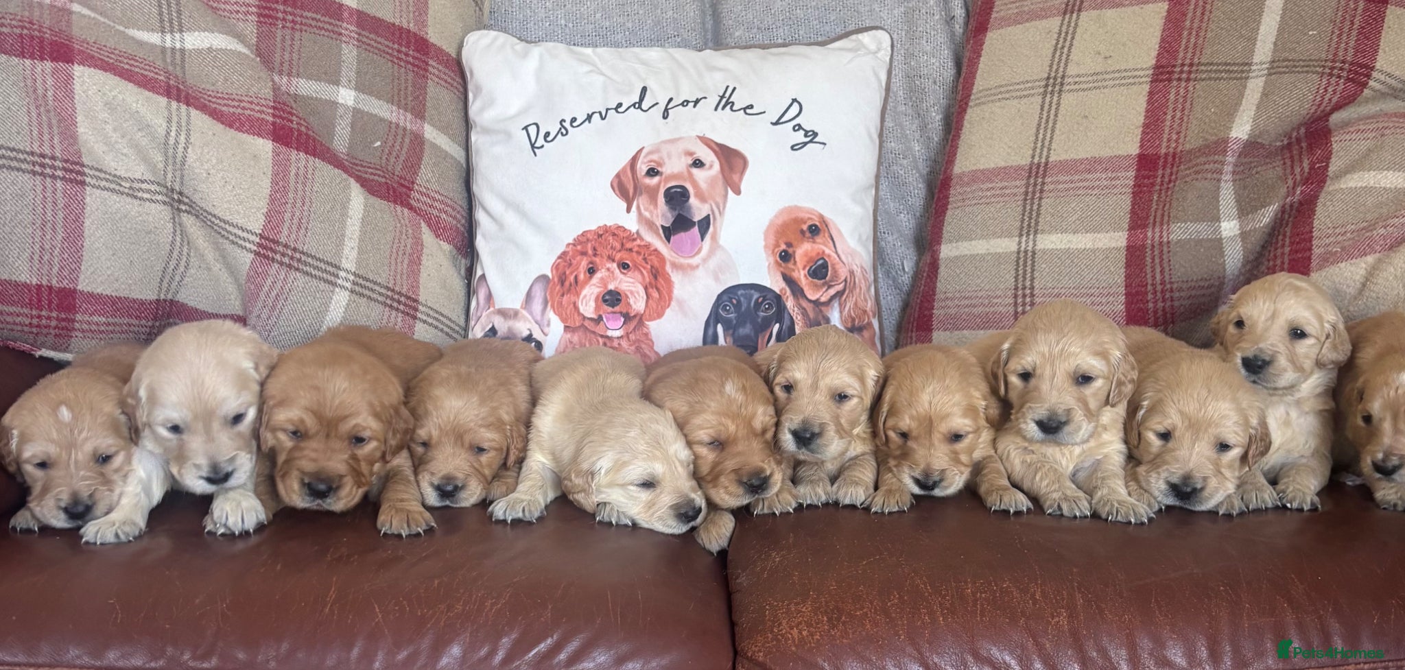Golden Retriever dogs Beautiful KC Reg Golden Retriever puppies!!  - Advert 2