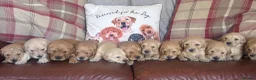 Golden Retriever dogs for sale: Beautiful KC Reg Golden Retriever puppies!!  - Advert 7