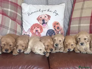 Golden Retriever dogs Beautiful KC Reg Golden Retriever puppies!! - Advert 16
