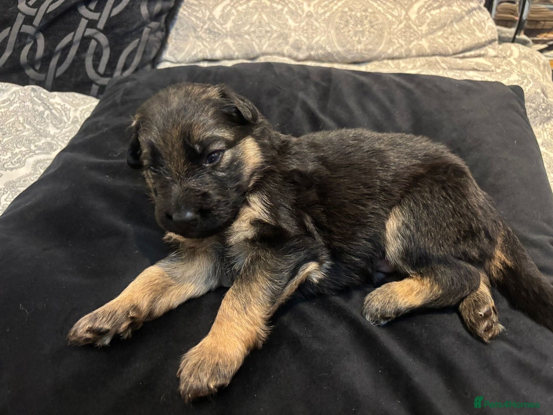German Shepherd dogs for sale: German shepherd puppies Amber blood line  - Advert 16