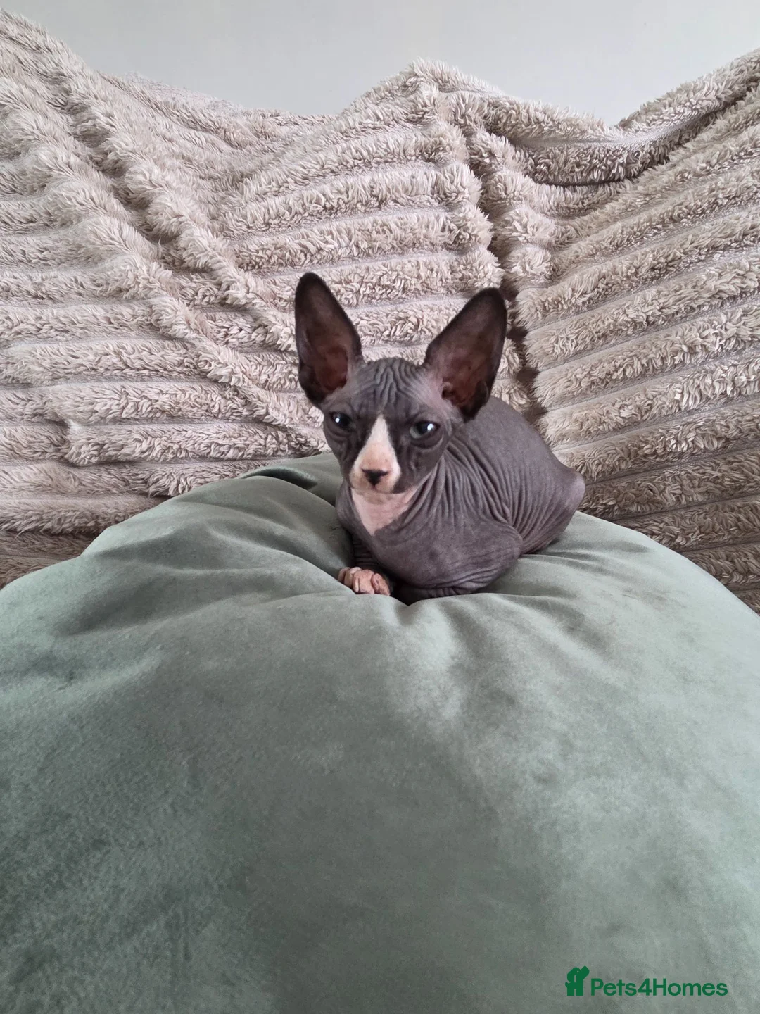 Sphynx cats for sale: GORGEOUS SPHYNX KITTENS  - Advert 13