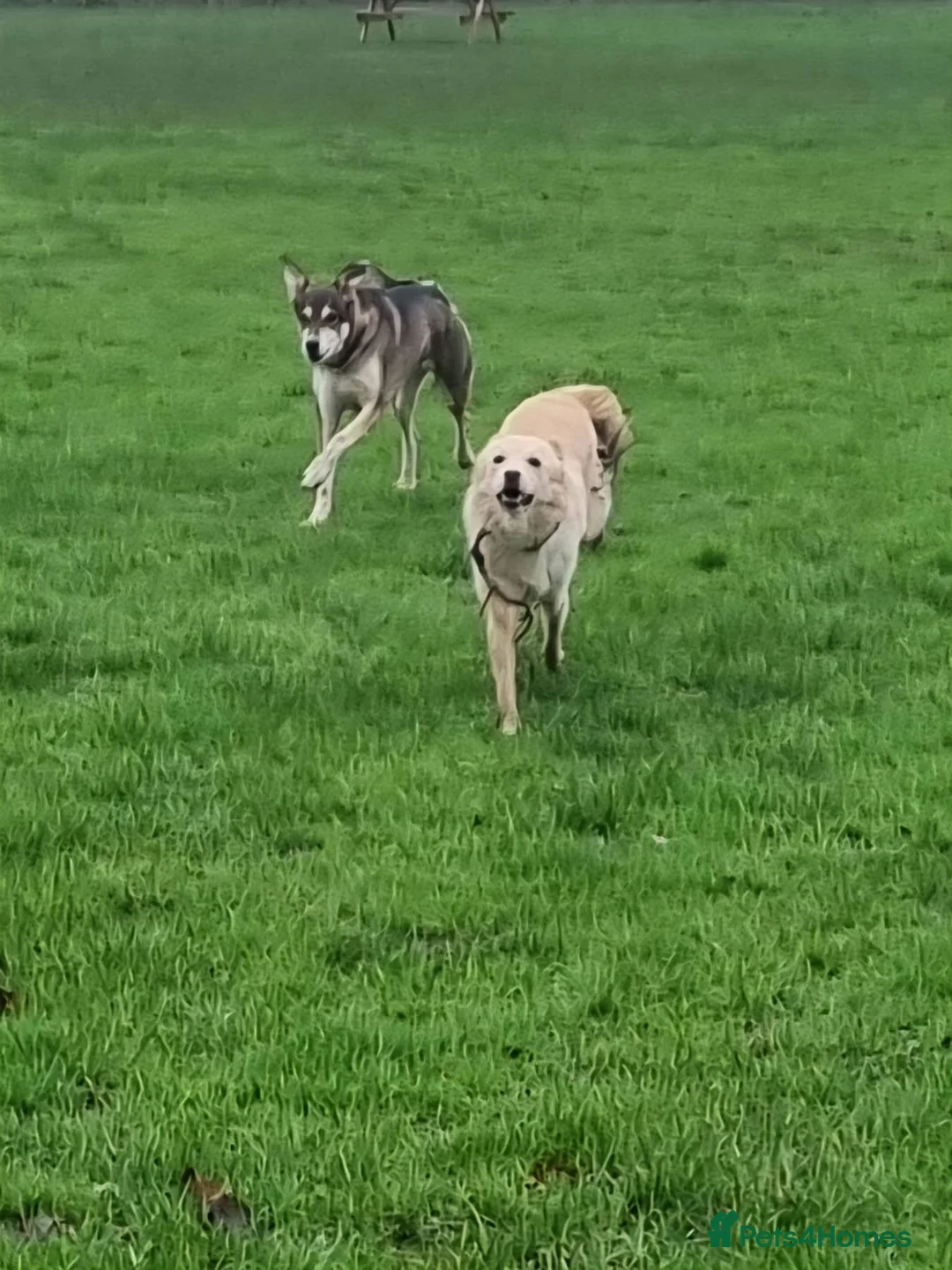 Mixed Breed dogs for adoption: Molly - Norwich Norfolk  - Advert 13