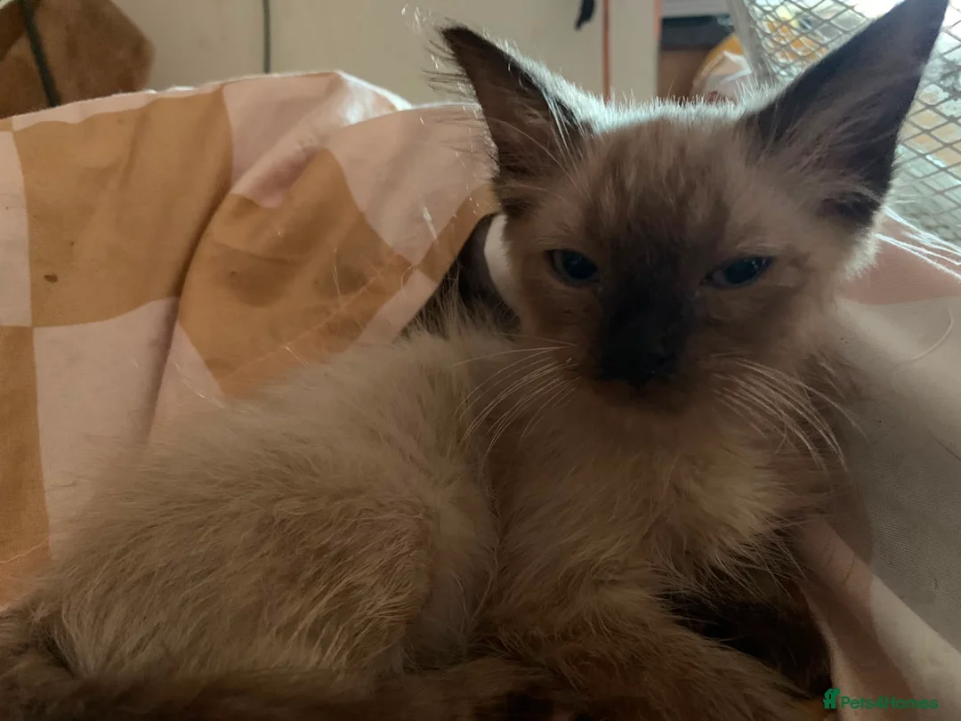 Ragdoll cats for sale: Gorgeous Ragdoll Kittens Looking for Forever Homes - Advert 2