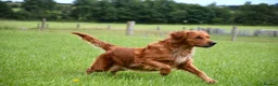 Goldador dogs for sale: Stunning Goldador pups  - Advert 7
