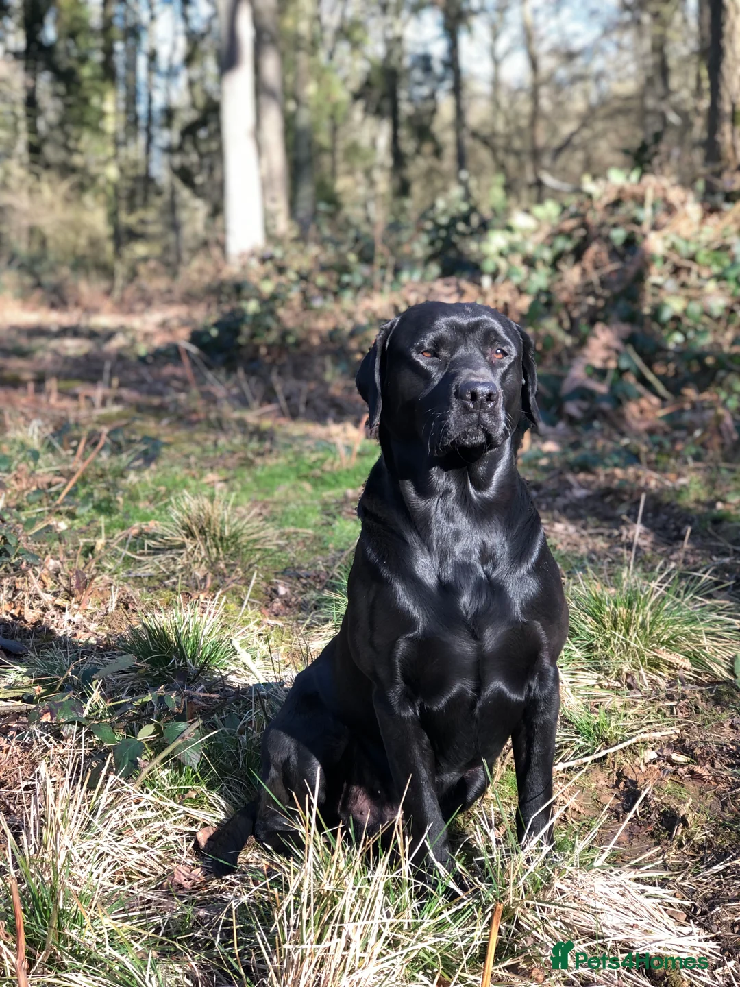 Labrador Retriever dogs for stud: ⭐️ KC REG, FULLY HEALTH TESTED, LABRADOR STUD in Grantham - Advert 1