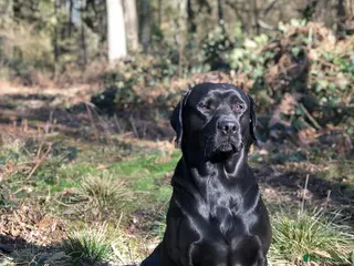 Labrador Retriever dogs ⭐️ KC REG, FULLY HEALTH TESTED, LABRADOR STUD in Grantham - Advert 15