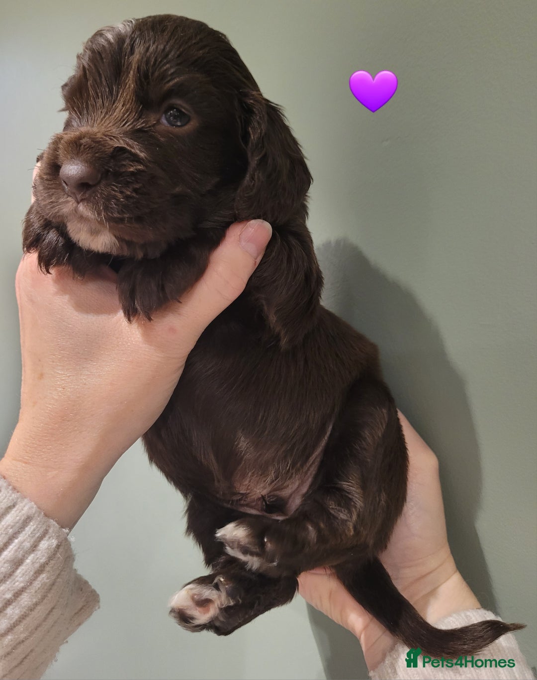 Cocker Spaniel dogs for sale: Litter of 7 - Image 13