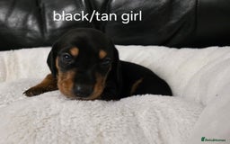 Miniature Dachshund dogs for sale: Beautiful Litter of Miniture Dachshunds  - Advert 7