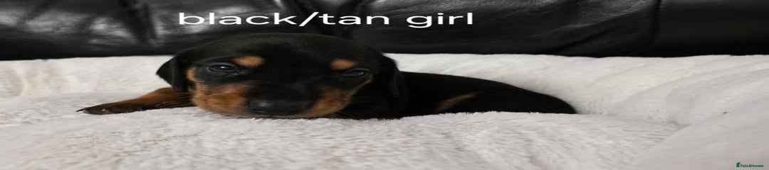 Miniature Dachshund Puppy 5