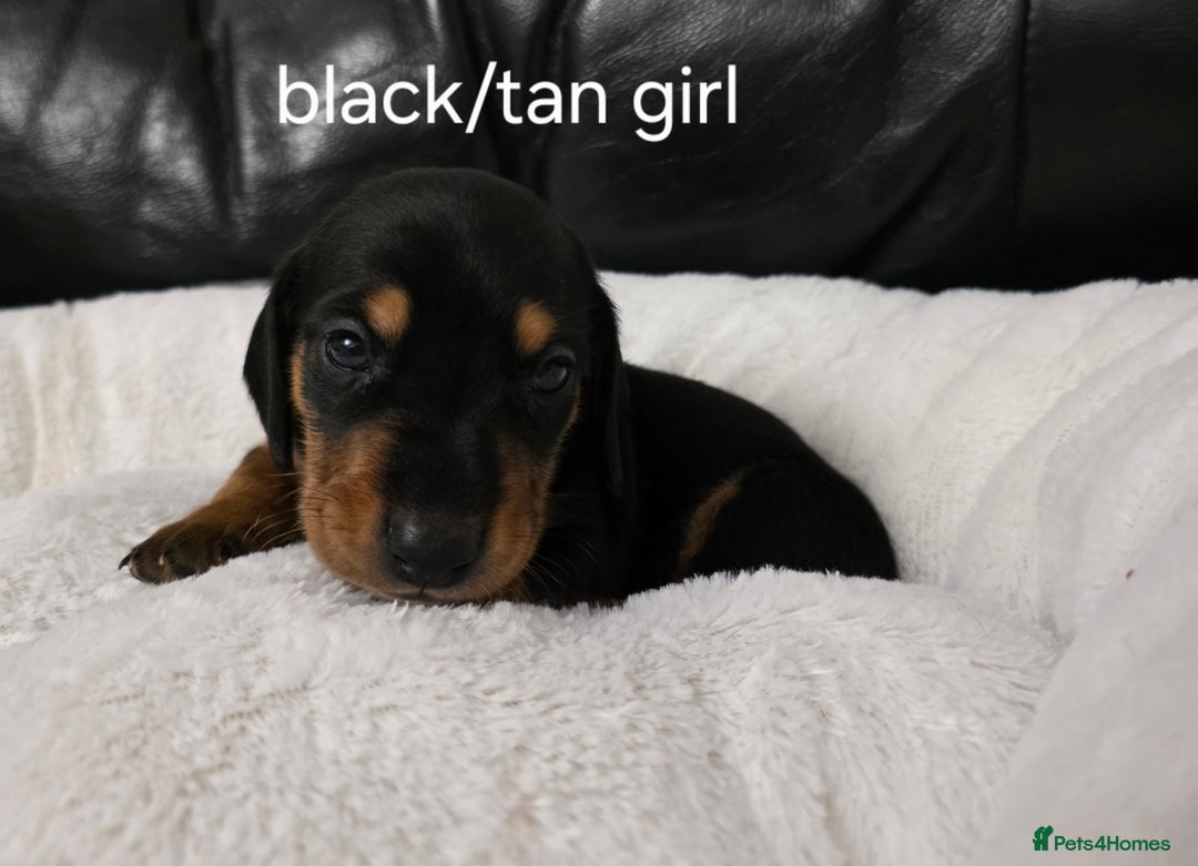 Miniature Dachshund dogs for sale: Beautiful Litter of Miniture Dachshunds  - Advert 7