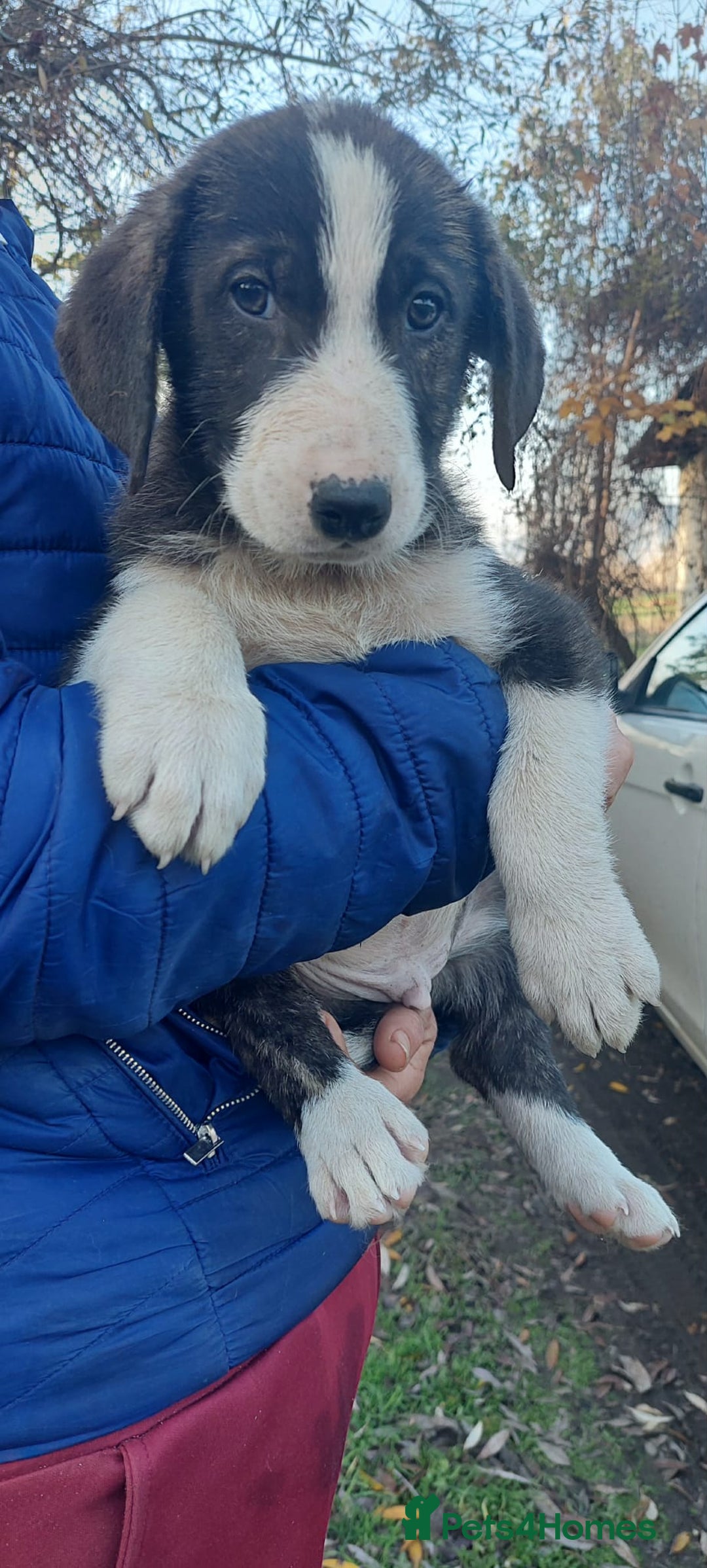 Mixed Breed dogs for adoption: 4.5 month male Macedonian rescue - Advert 3