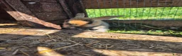Mini Lop rabbits for sale: mini lop babies for sale - Advert 18