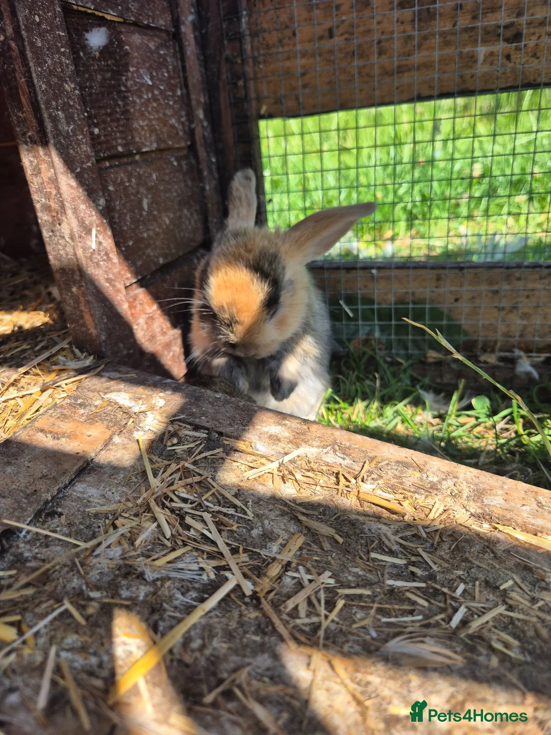 Mini Lop rabbits for sale: mini lop babies for sale - Advert 18