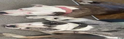Mixed Breed dogs for sale: Mixed breed in Sheffield - Advert 7