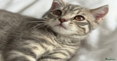 British Shorthair cats - Advert 11