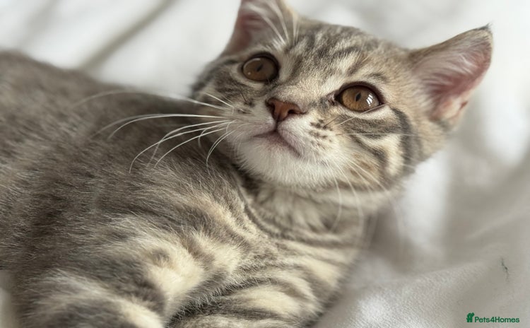 British Shorthair cats - Advert 10