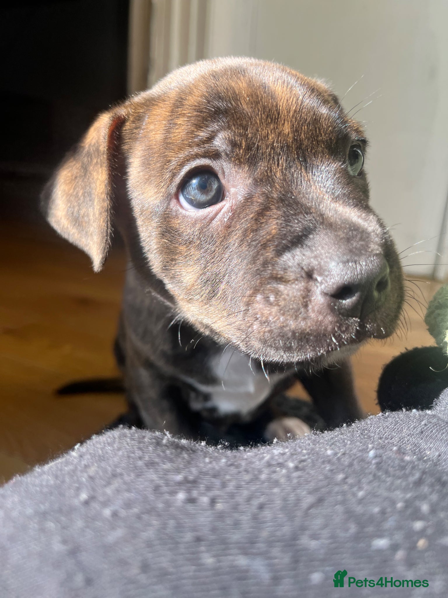 Staffordshire Bull Terrier dogs Staffordshire Bull Terrier  - Advert 6