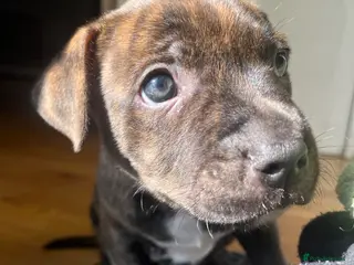 Staffordshire Bull Terrier dogs Staffordshire Bull Terrier - Advert 6
