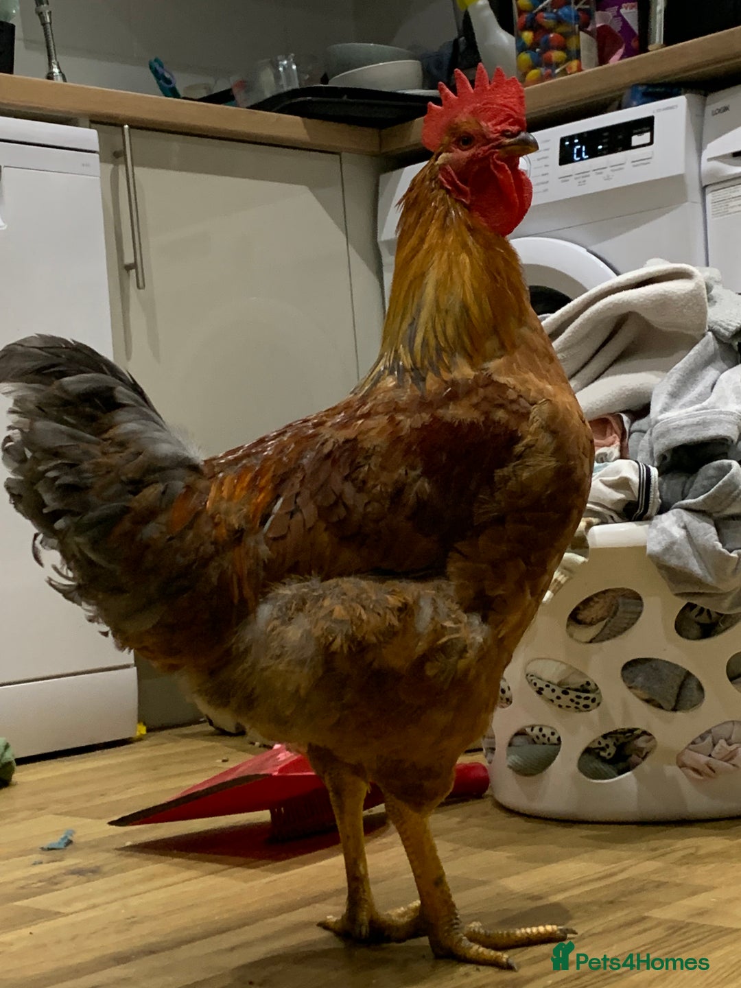 Chickens poultry for sale: 28-32week-ish unknown breed of cockerel - Image 4